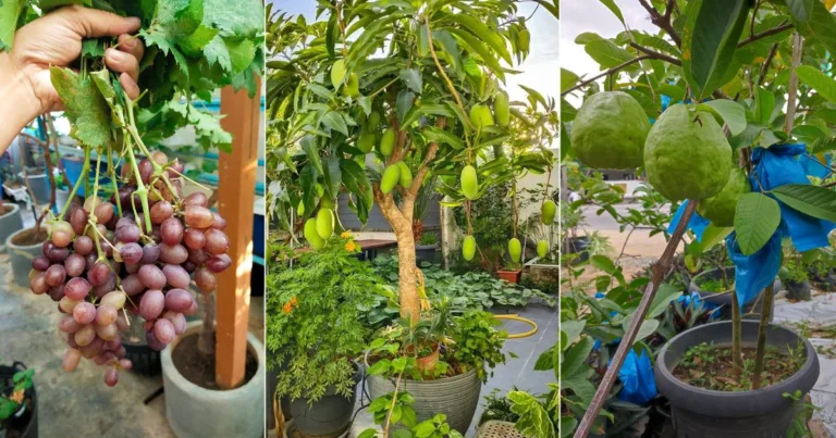 Tanam Pokok Buah Dalam Pasu, Ini Jenis Pokok Yang Sesuai