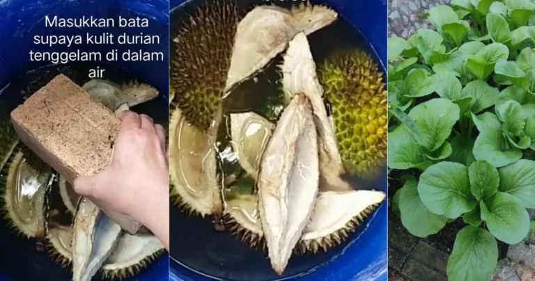 Kulit Durian Boleh Buat Baja Organik Cecair Penyubur Tanaman, Jangan Buang!