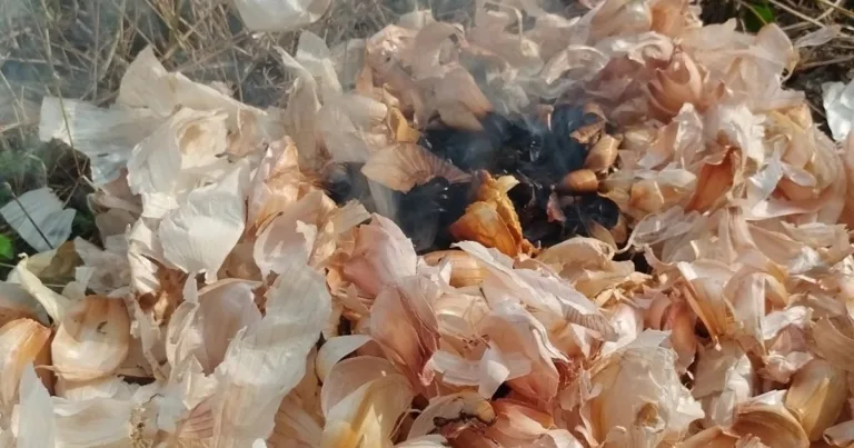 Kulit Bawang Putih Jangan Dibuang. Bakar Waktu Senja Banyak Manfaatnya