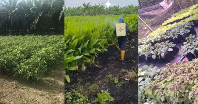 Kerja Meracun Tanaman Paling Sesuai Waktu Petang, Bukan Waktu Pagi. Ini Sebabnya