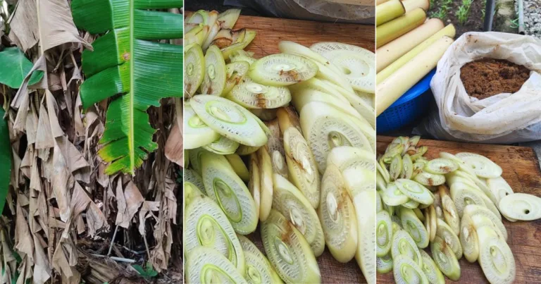 Pokok Pisang Dah Habis Berbuah, Jangan Biar Reput. Batangnya Sangat Berguna