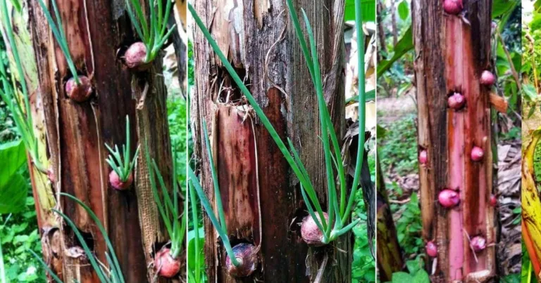 Tanam Bawang Pada Batang Pokok Pisang Pun Boleh. Hasilnya Daun Bawang Banyak & Subur. Ini Caranya