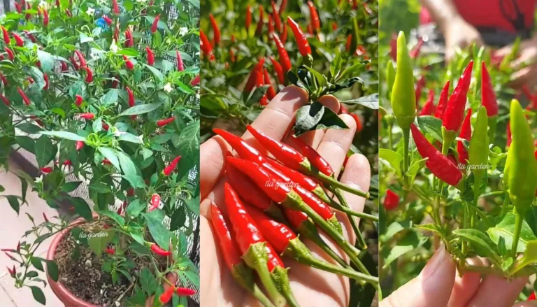 Tip Tanam Pokok Cili Dalam Pasu Supaya Tahan Lama & Terus Berbuah