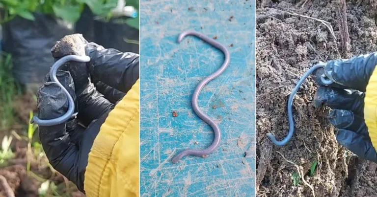 Ular Buta Kalau Jumpa Jangan Bunuh, Inilah ‘Askar Senyap’ Pelindung Kebun & Tanaman