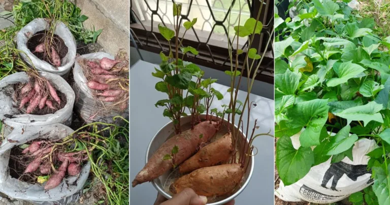 Cara Mudah Dapatkan Sulur Ubi Keledek Untuk Tanam, Cambah Tepi Tingkap Dapur Saja