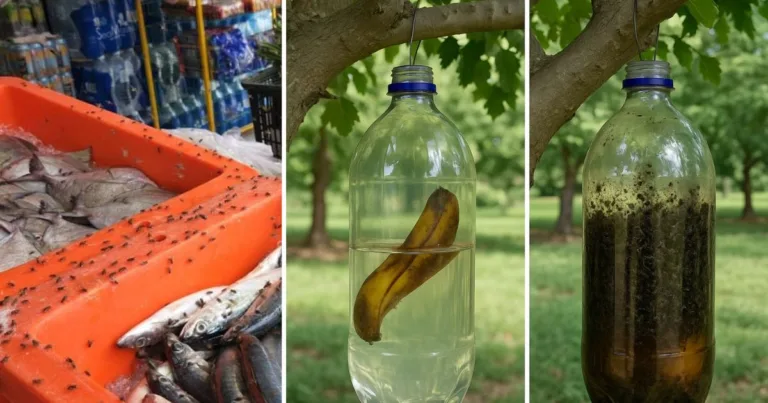 Cara Hapus Masalah Lalat Guna Air Rendaman Kulit Pisang