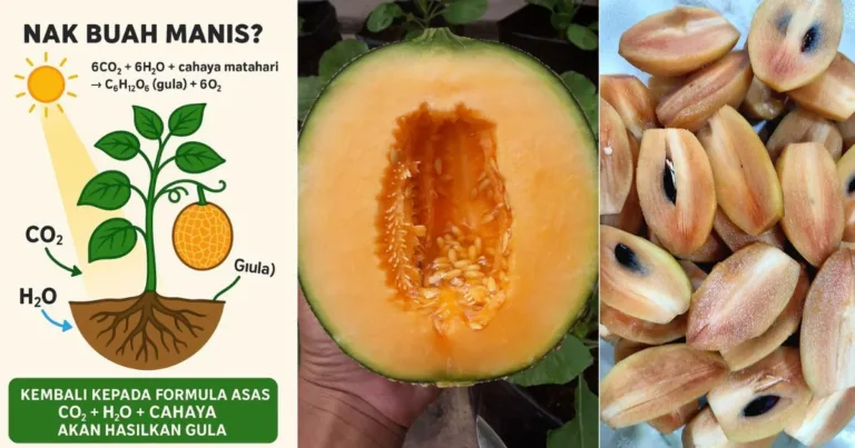 Cara Maniskan Buah Semula Jadi, Kena Guna 4 Formula ‘Dapur Pokok’. Tanpa Baja Pun Manis