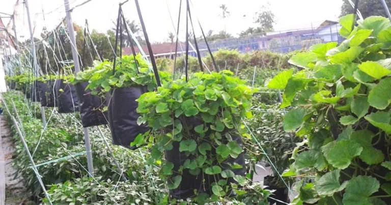 Tip Tanam Pegaga Gantung Supaya Subur & Rimbun. Lagi Senang Petik Buat Ulam