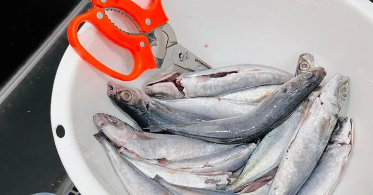 Bersihkan Ikan, Ayam Jangan Letak Dalam Singki. Kena Masuk Dalam Bekas, Ini Sebabnya
