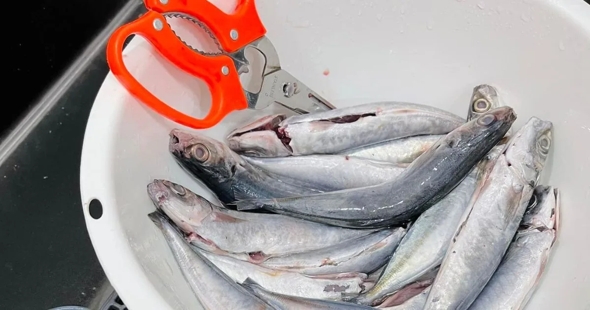 Bersihkan Ikan, Ayam Jangan Letak Dalam Singki. Kena Masuk Dalam Bekas, Ini Sebabnya