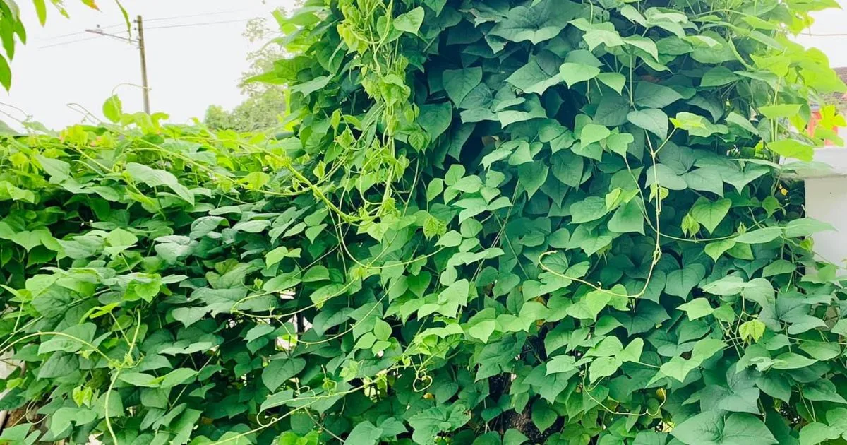 Tanam Kacang Botor Tapi Tak Mahu Berbuah Cuma Lebat Daun, Kena Ikut Petua Ini