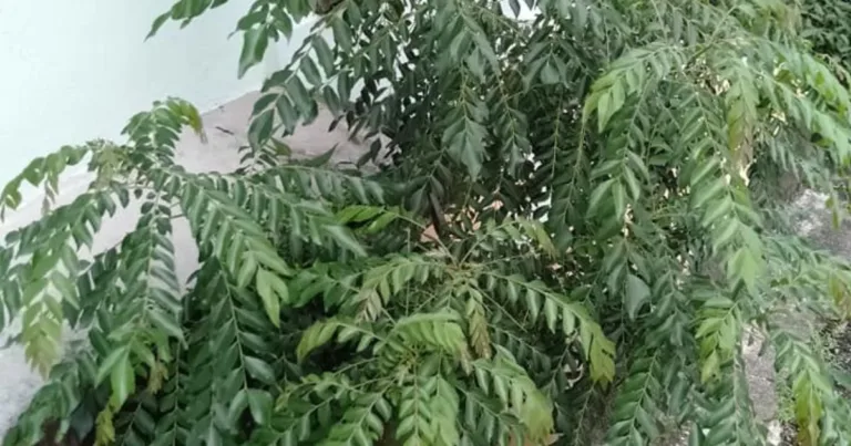 Tip Tanam Pokok Kari, Kena Potong Pucuknya Barulah Pokok Rimbun & Banyak Daun, Tak Meninggi