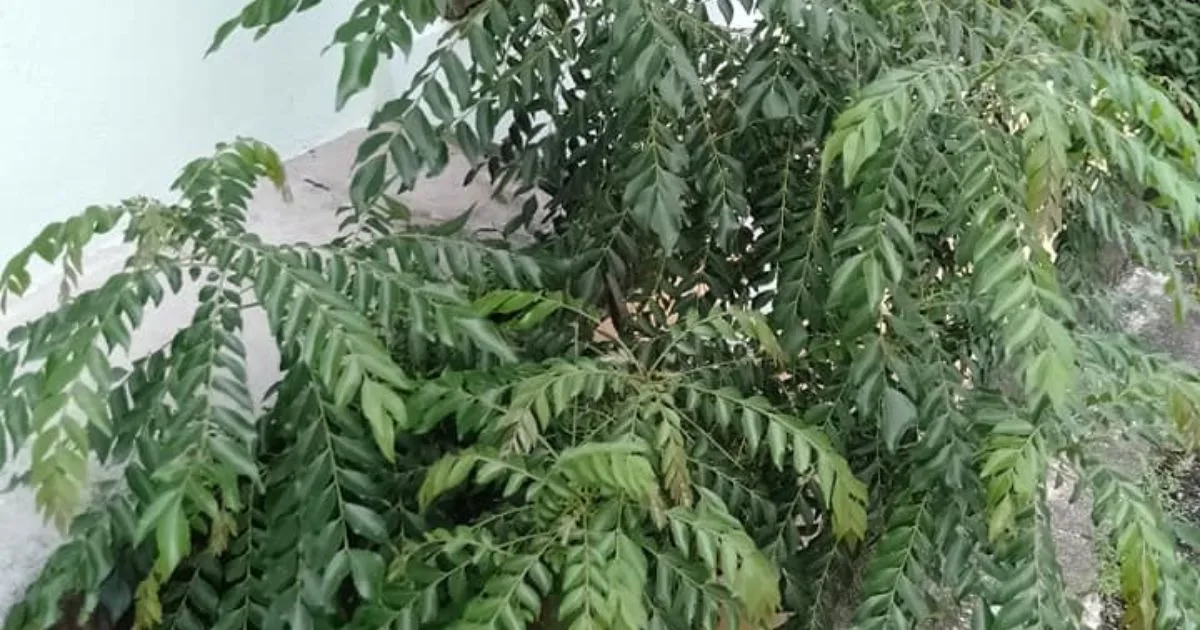 Tip Tanam Pokok Kari, Kena Potong Pucuknya Barulah Pokok Rimbun & Banyak Daun, Tak Meninggi