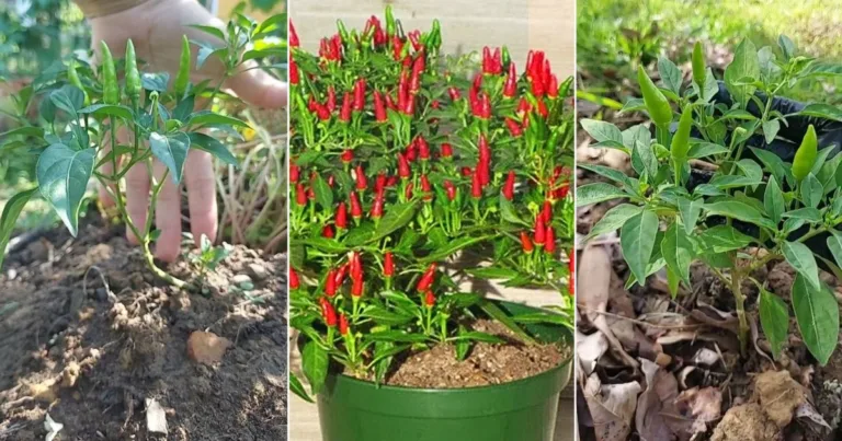 Tip Pokok Cili Jadi Renek Macam Cili Bonsai Dan Berbuah Banyak