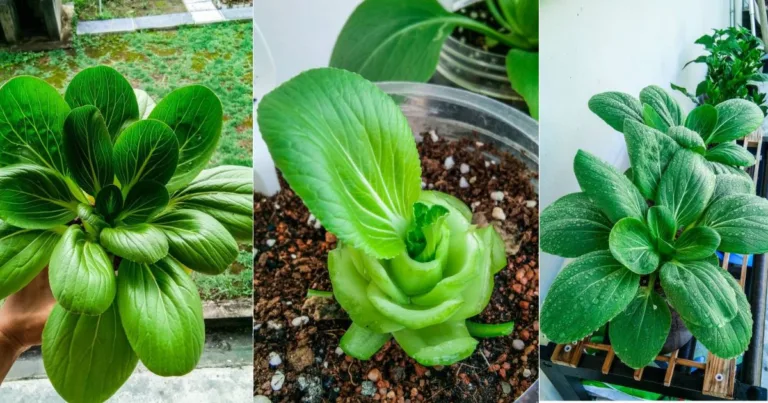 Tip Tanam Sayur Pak Choy, Waktu Petik Potong Ikut Cara Ini Supaya Boleh Tuai Sampai 6 Kali