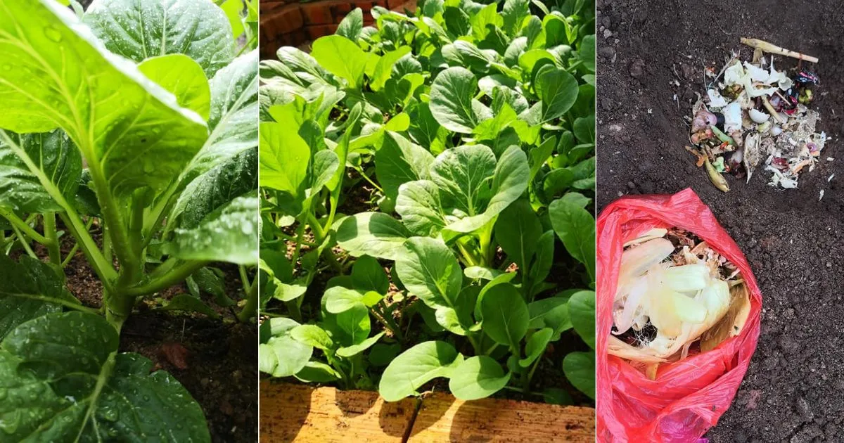 Tip Tanam Sayur Organik, Sebelum Tanam Suburkan Dulu Tanah Guna Sisa Makanan 7 Tip Tanam Sayur Organik, Sebelum Tanam Suburkan Dulu Tanah Guna Sisa Makanan