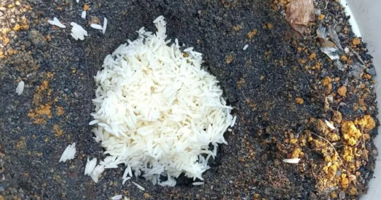 Nasi Basi Jangan Buang, Tanam Dalam Pasu Kosong! Ini Kegunaannya