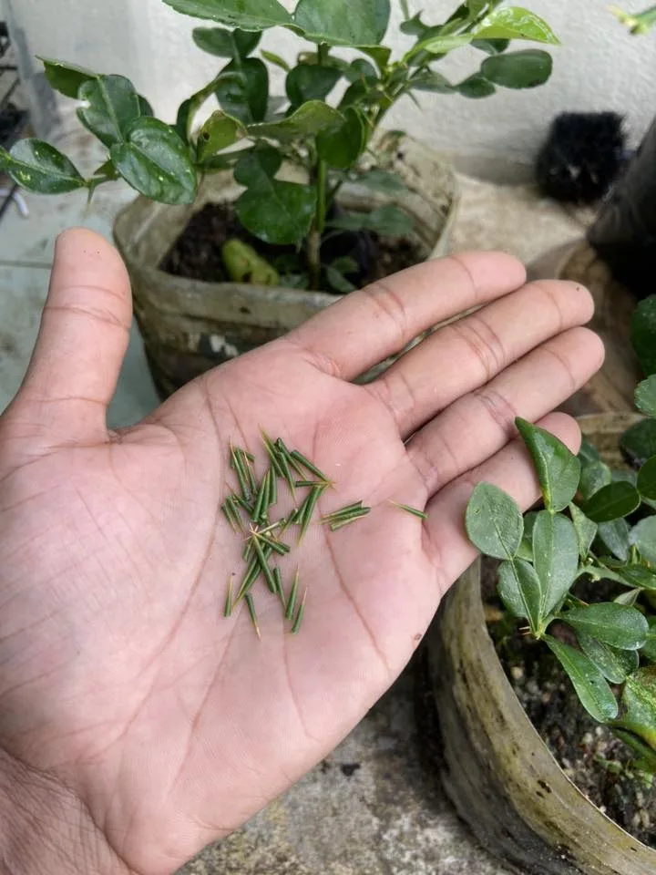 Rahsia Pokok Limau Purut Cepat Besar, Buang Durinya!