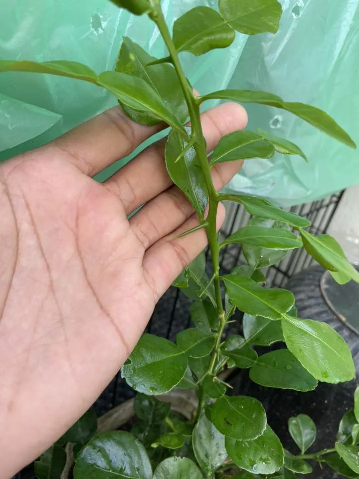 Rahsia Pokok Limau Purut Cepat Besar, Buang Durinya!