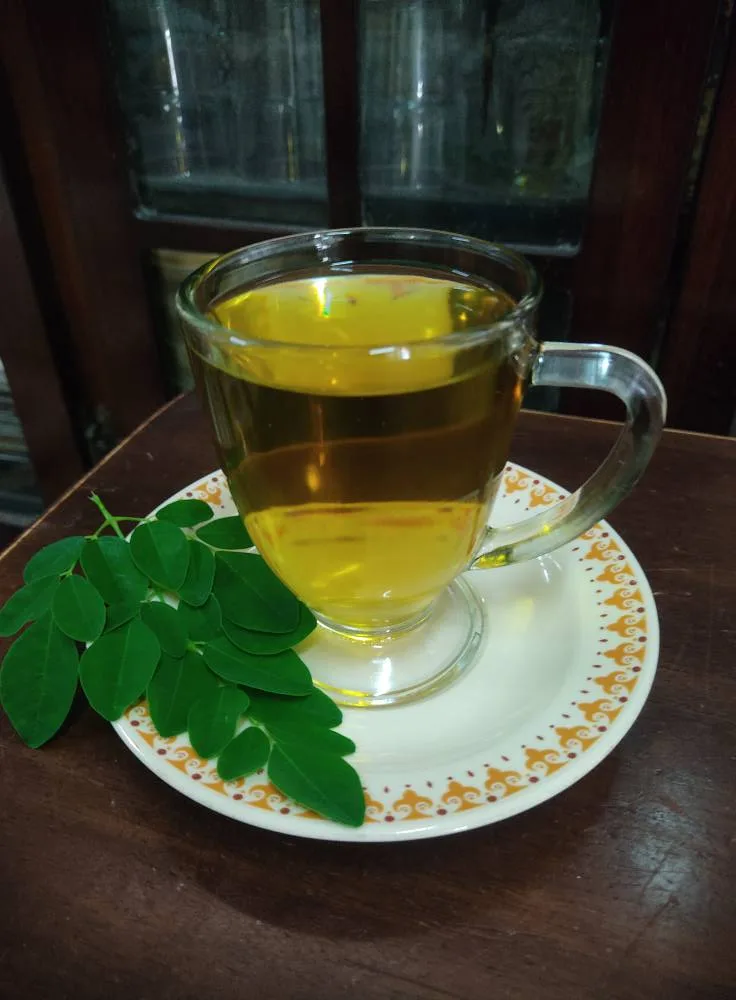 Cara Buat Teh Moringa Dari Daun Segar, Tak Perlu Proses Rebus Saja. Lagi Tinggi Khasiat