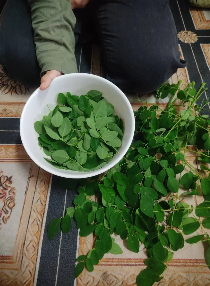 Cara Buat Teh Moringa Dari Daun Segar, Tak Perlu Proses Rebus Saja. Lagi Tinggi Khasiat