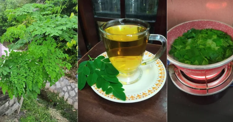 Cara Buat Teh Moringa Dari Daun Segar, Tak Perlu Proses Rebus Saja. Lagi Tinggi Khasiat