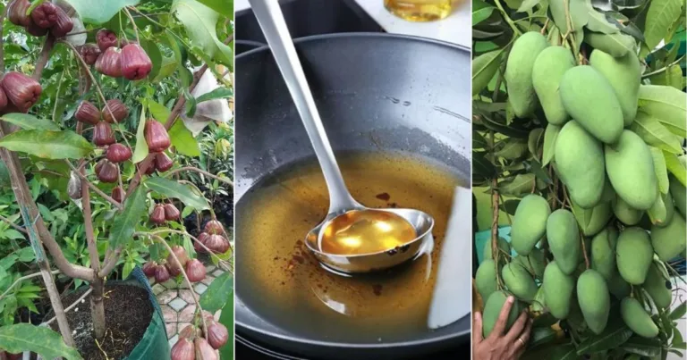 Petua Pokok Buah Berbuah Lebat,Tuang Sikit Minyak Masak Terpakai