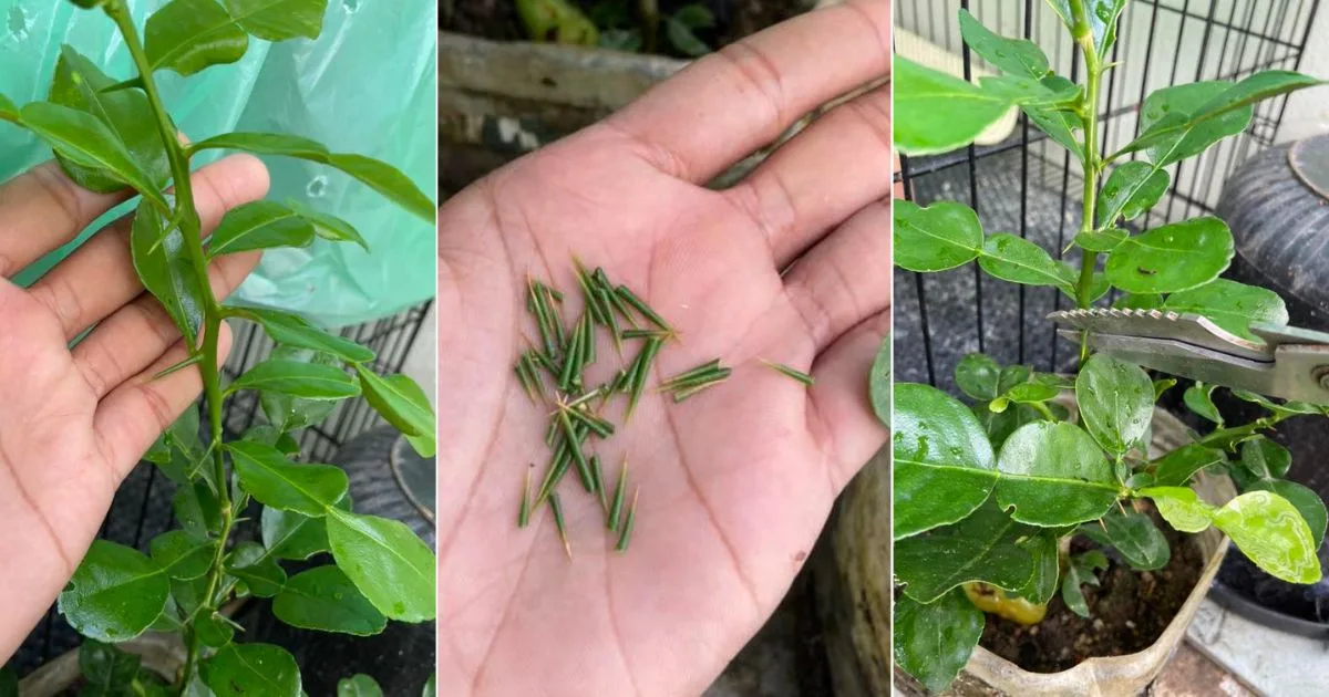 Rahsia Pokok Limau Purut Cepat Besar, Buang Durinya!
