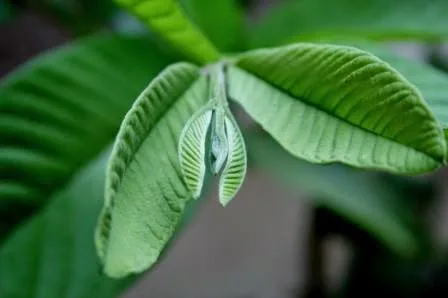 Teh Daun Jambu Batu Bantu Atasi Influenza, Kajian Sahkan Lebih Kuat Dari Teh Hijau