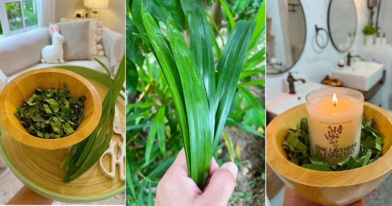 Cara Wangikan Rumah Tanpa Beli Pewangi Mahal, Guna Daun Pandan Saja