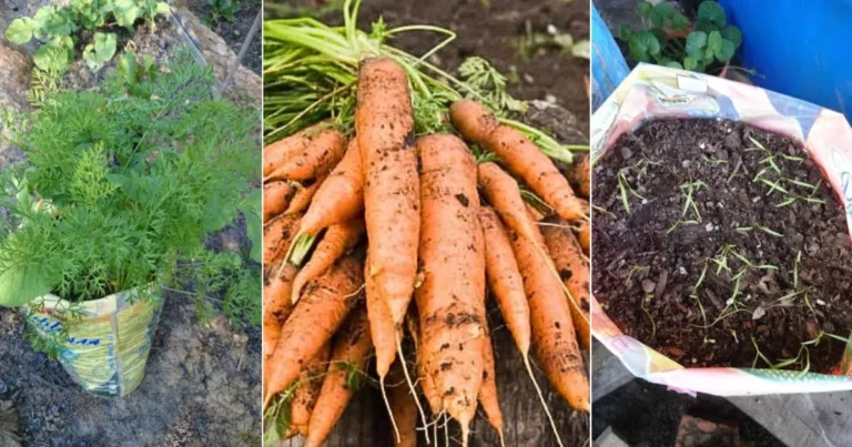 Tanam Lobak Merah Guna Plastik Beras Saja. Begini Caranya