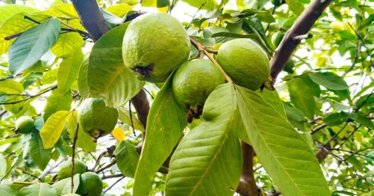Teh Daun Jambu Batu Bantu Atasi Influenza, Kajian Sahkan Lebih Kuat Dari Teh Hijau