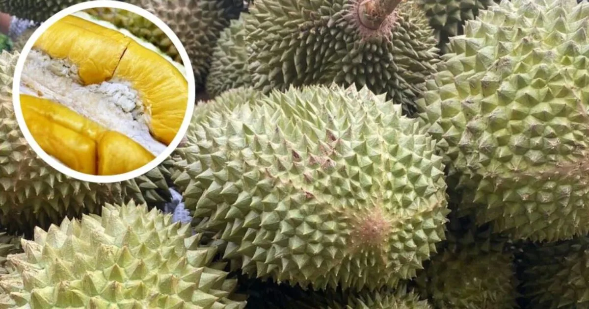 Musang King Tersenarai Buah Tropika ‘Terburuk’ Dunia, Peminat Durian Terkejut