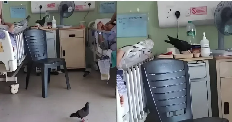 Tular Burung Merpati Masuk Wad Pesakit HTAR, Ini Tindakan Pihak Hospital