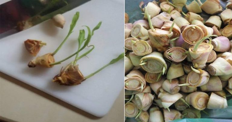 3 Langkah Tanam Serai Cara Jimat. Kerat Sikit Bahagian Bawah, Atas Boleh Buat Masak!