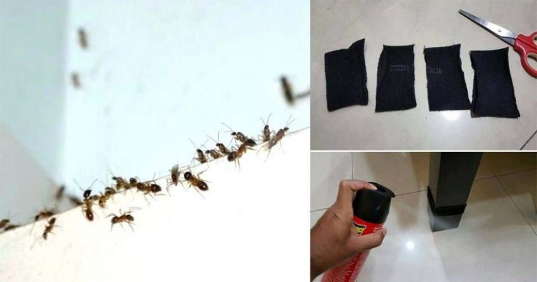 Tip Elak Semut Naik Atas Meja Makan. Cuma Guna Stoking Lama Setel Masalah!
