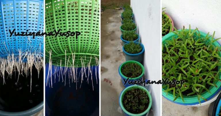 Tanam Kangkung, Bayam Guna Penapis, Sesuai Untuk Yang Suka Bercucuk Tanam Tapi Tiada Laman