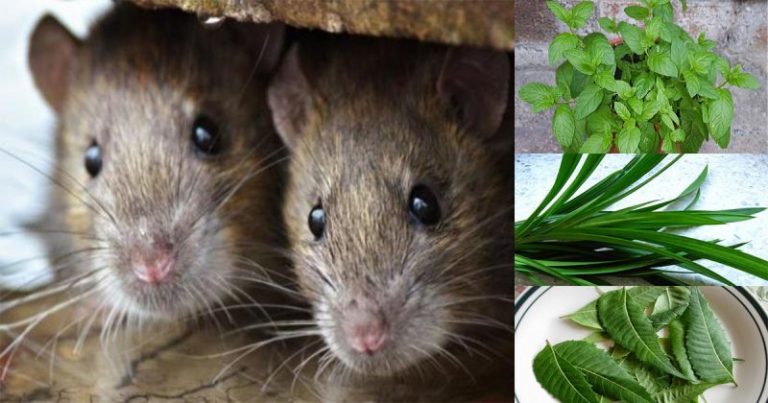 Halau Tikus & Keturunannya Dari Rumah Menggunakan 5 Jenis Daun Ini