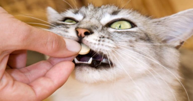 Teknik Betul Beri Kucing Makan Ubat Tanpa Kena Cakar