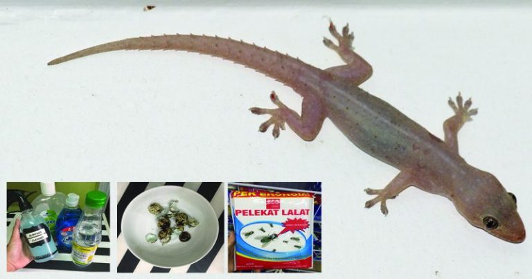 10 Cara Mudah Tapi Berkesan Hapuskan Cicak Dalam Rumah