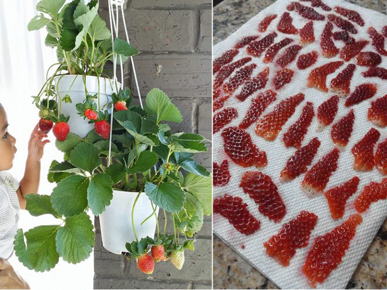 Mudahnya Buat Benih Strawberi. Lepas Ni Boleh Tanam Sendiri!
