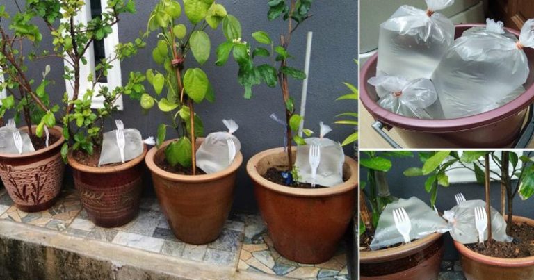 Letak Bungkusan Air Dalam Pasu, Tip Supaya Tanaman Tak Layu Bila Balik Kampung
