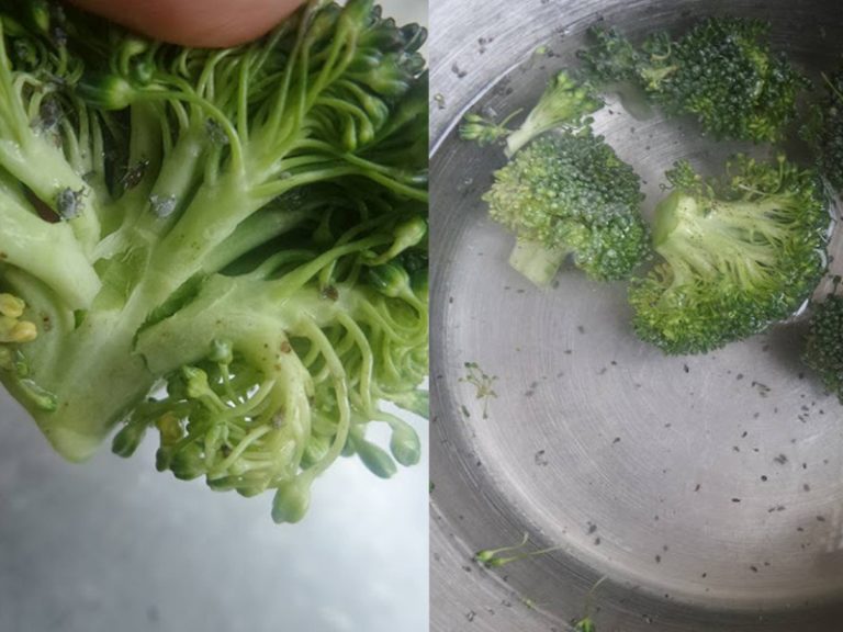 Sayur Brokoli Sebenarnya Banyak Ulat, Rendam Cara Ini Untuk Hapuskannya